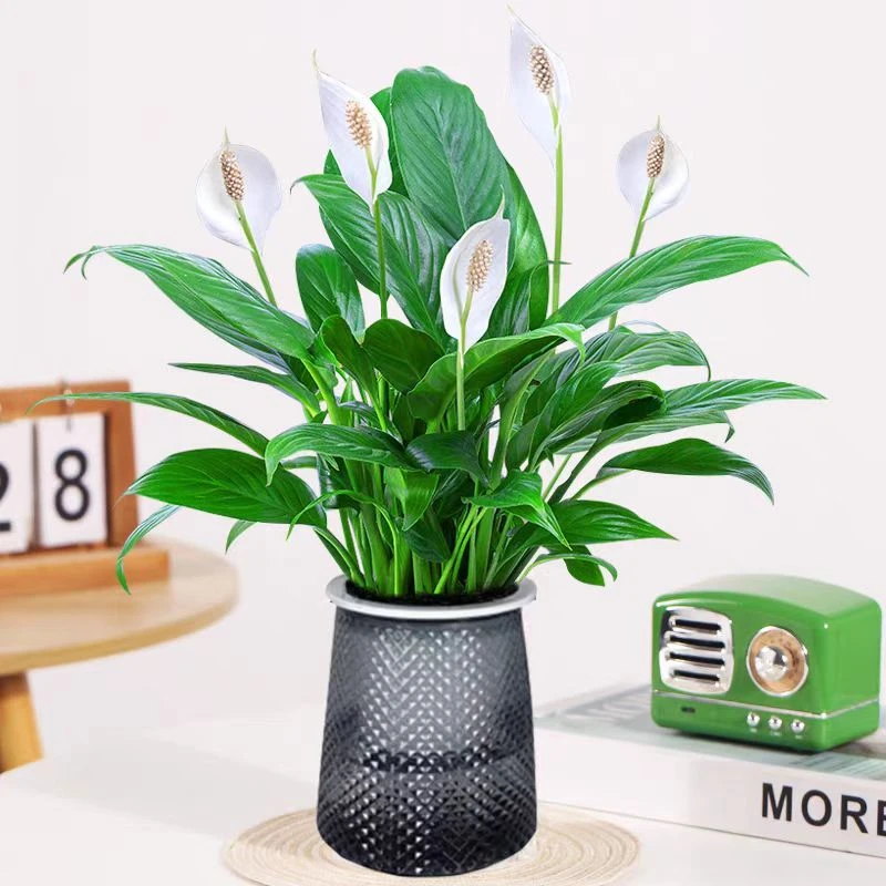 白掌盆栽一帆风顺水培植物室内好养花卉大盆客厅绿植红掌四季净化