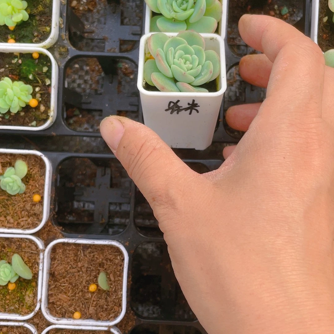 神****西米露4号盆一个满25包邮