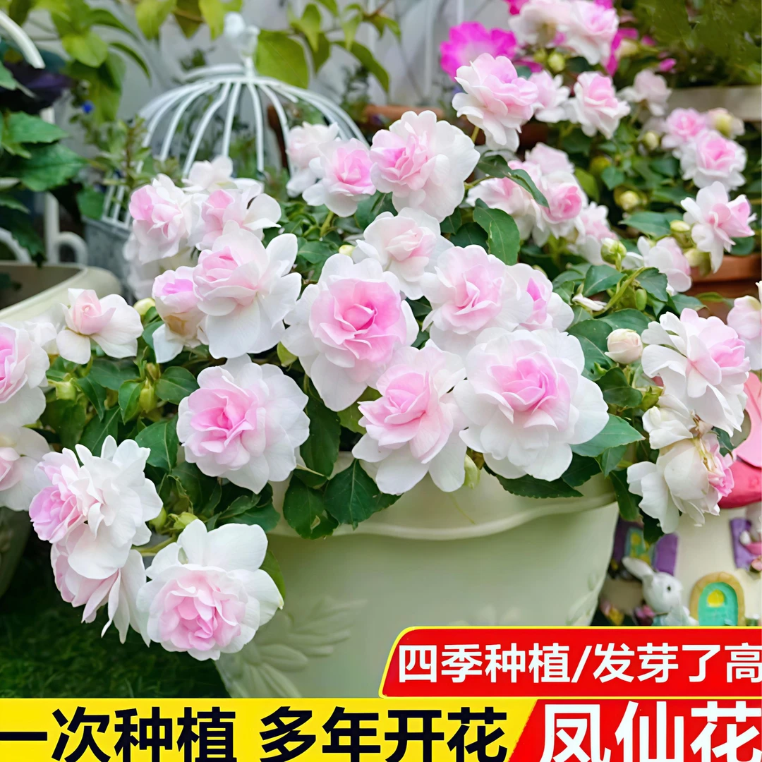 凤仙花种子茶花指甲种子四季开花盆栽庭院花卉种子阳台小院