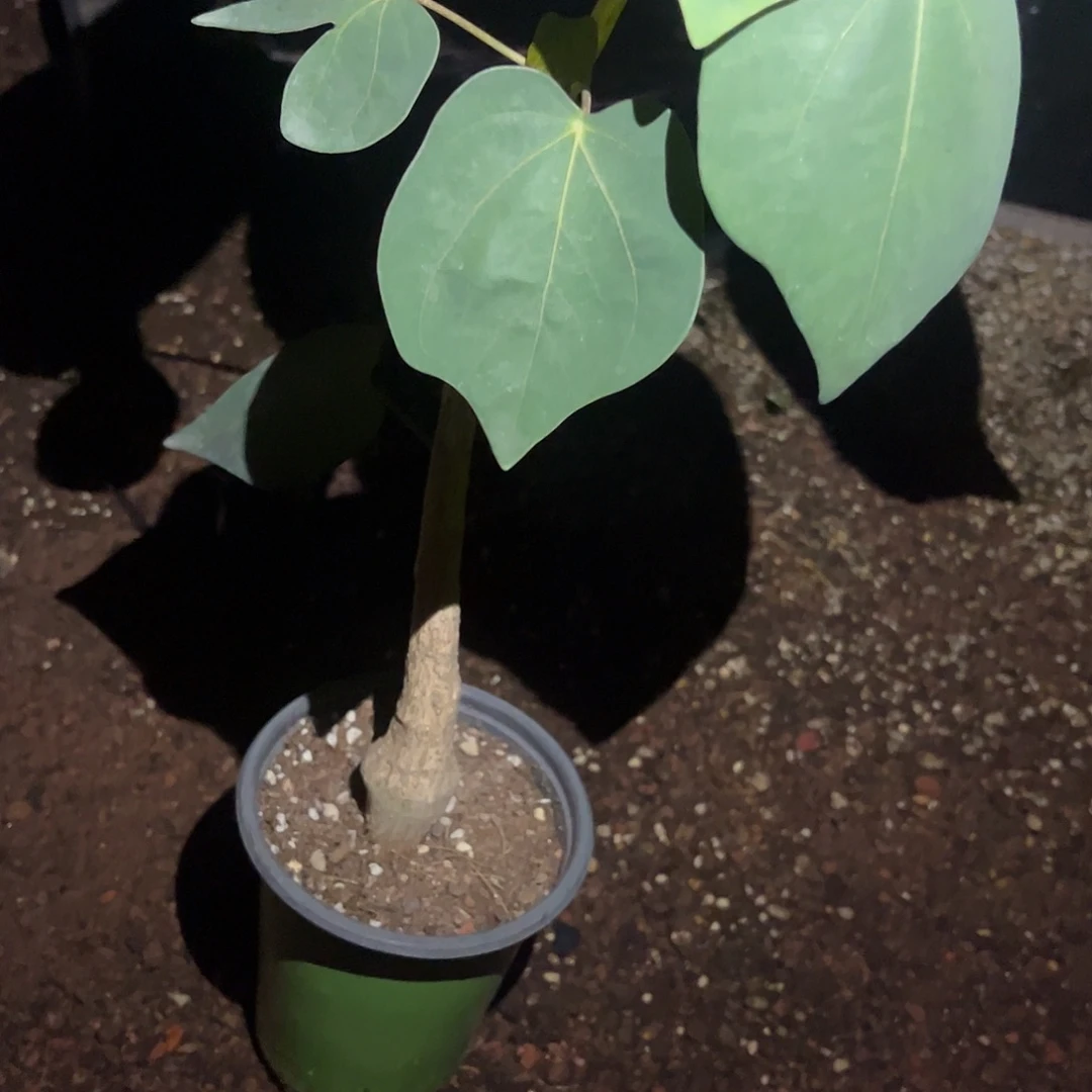 王***）666566666696996666666