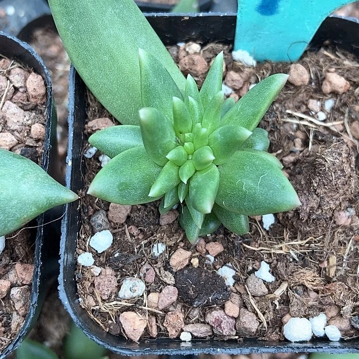 多肉植物布丁美人缀9