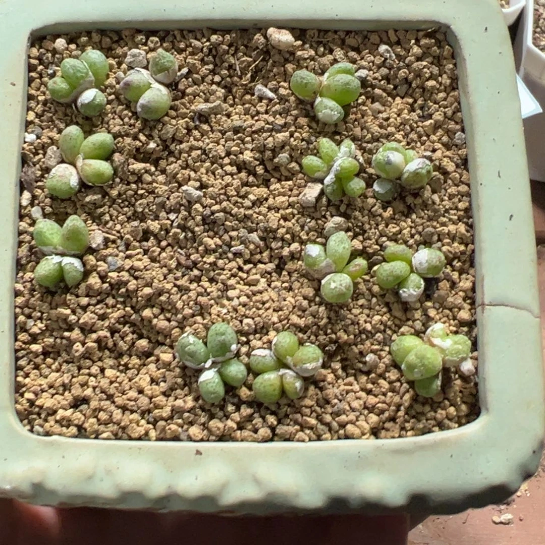 24-21量拍草莓斑马一群