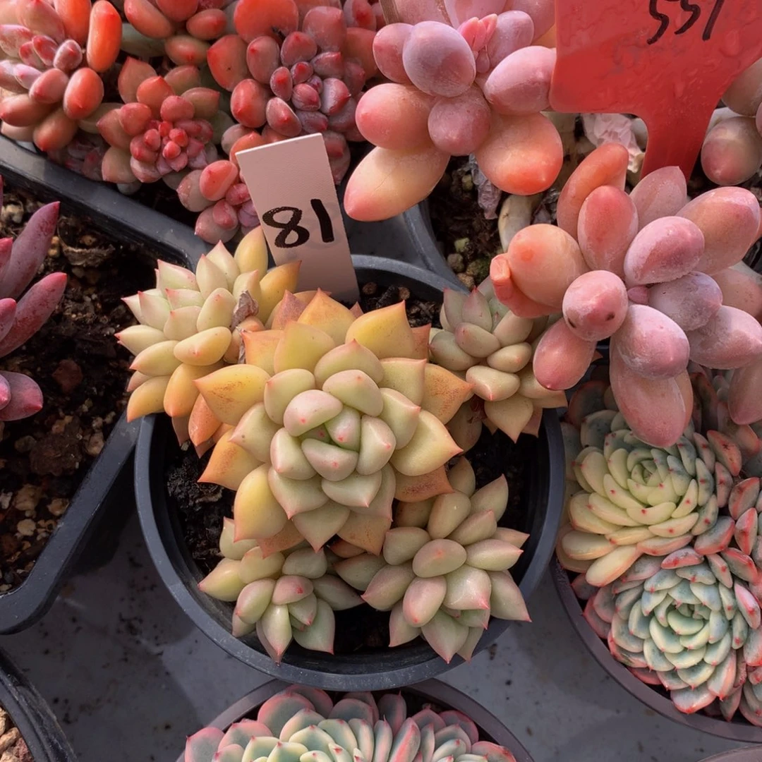 丽***玲黄金象牙62626266272