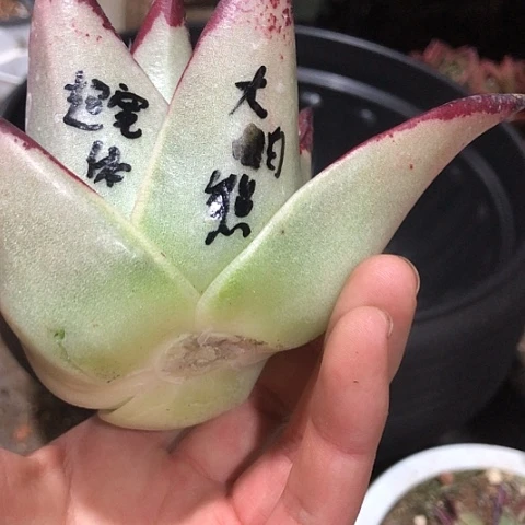 多肉植物组合盆栽