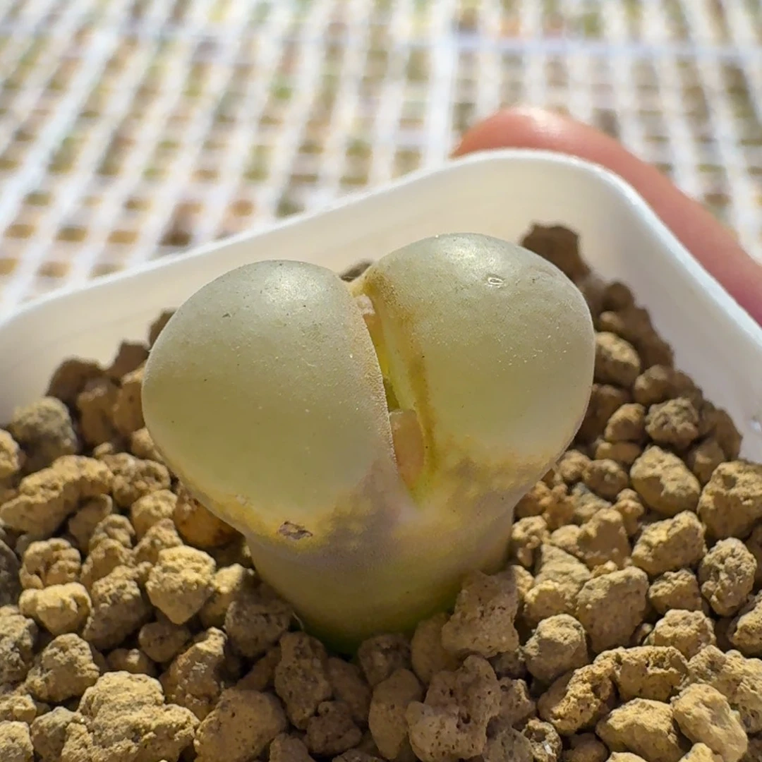 多肉................