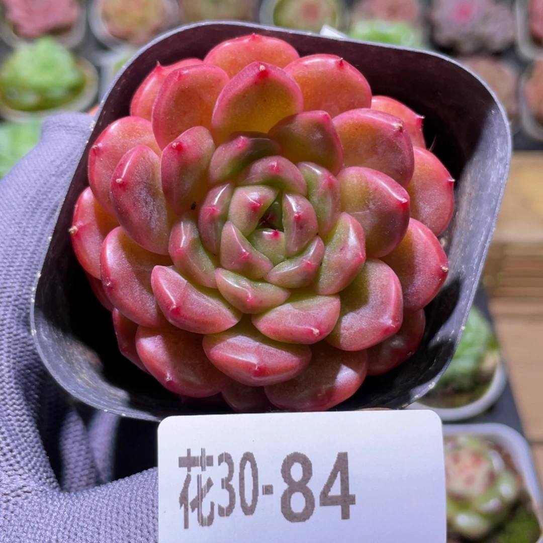 花利美30-84灵翠