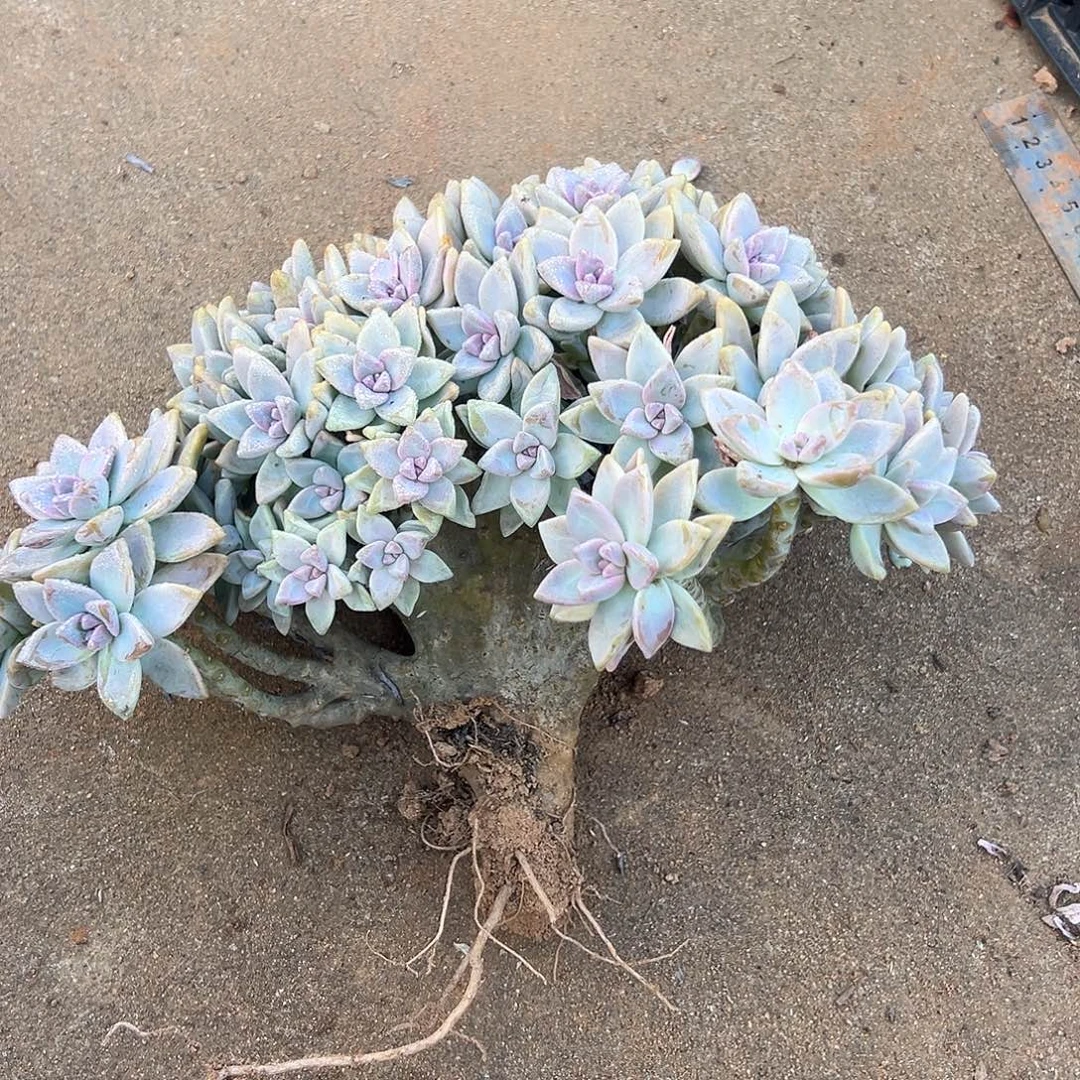 霞***霞淡雪多肉一物一拍40