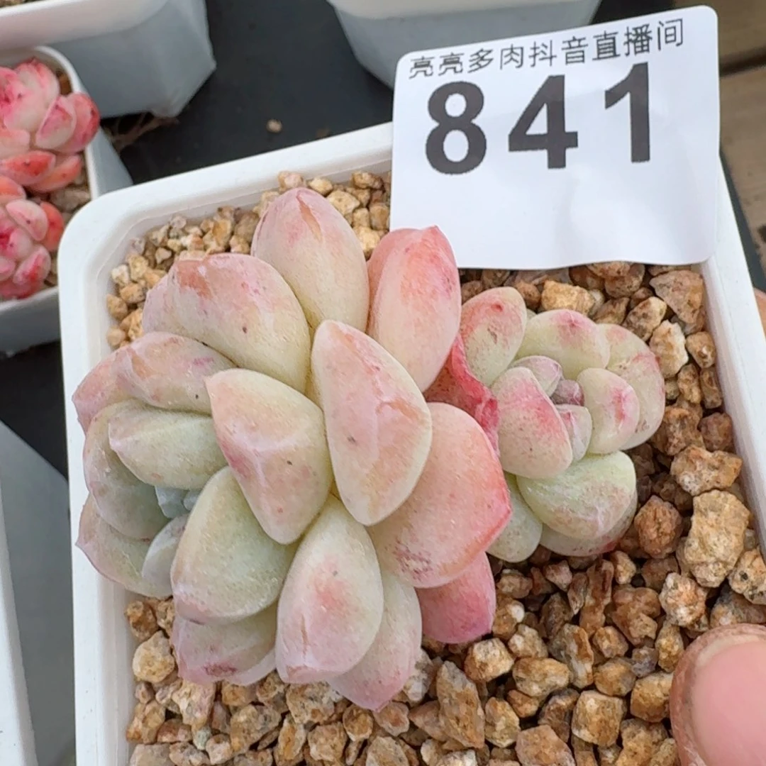 石化冰玉         多肉植物