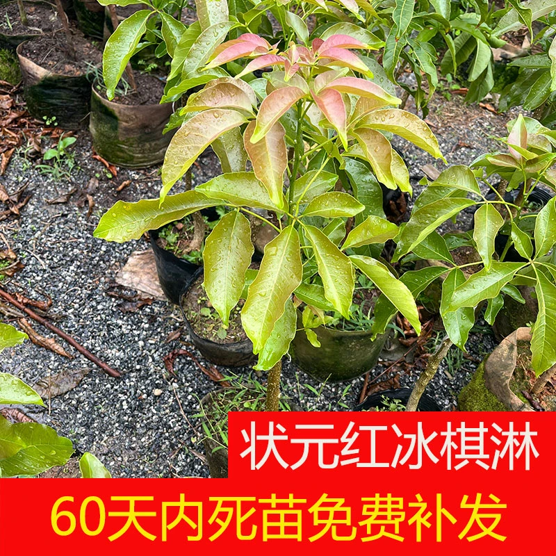 进口新品种巧克力状元红冰淇淋果苗白柿苗果树苗南方种植大果庭院