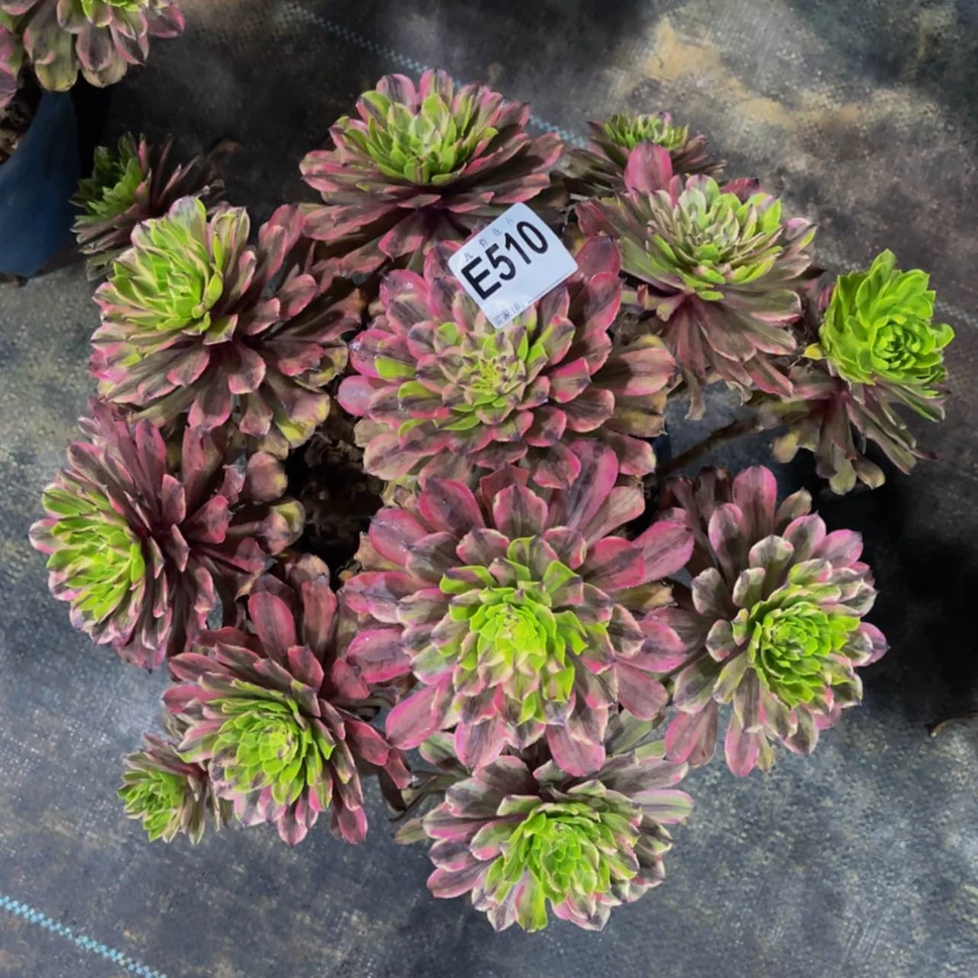 【闪购商品】51000