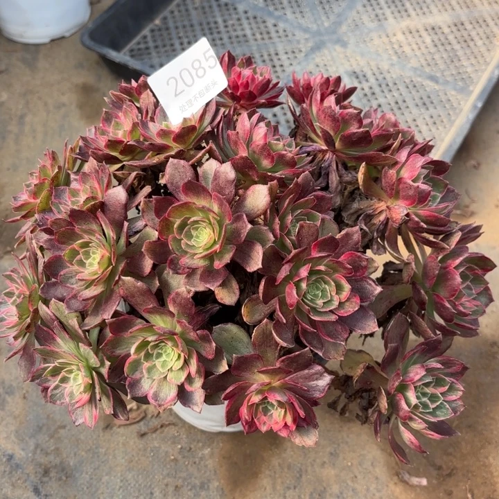 万花筒多肉处理不包断头2085