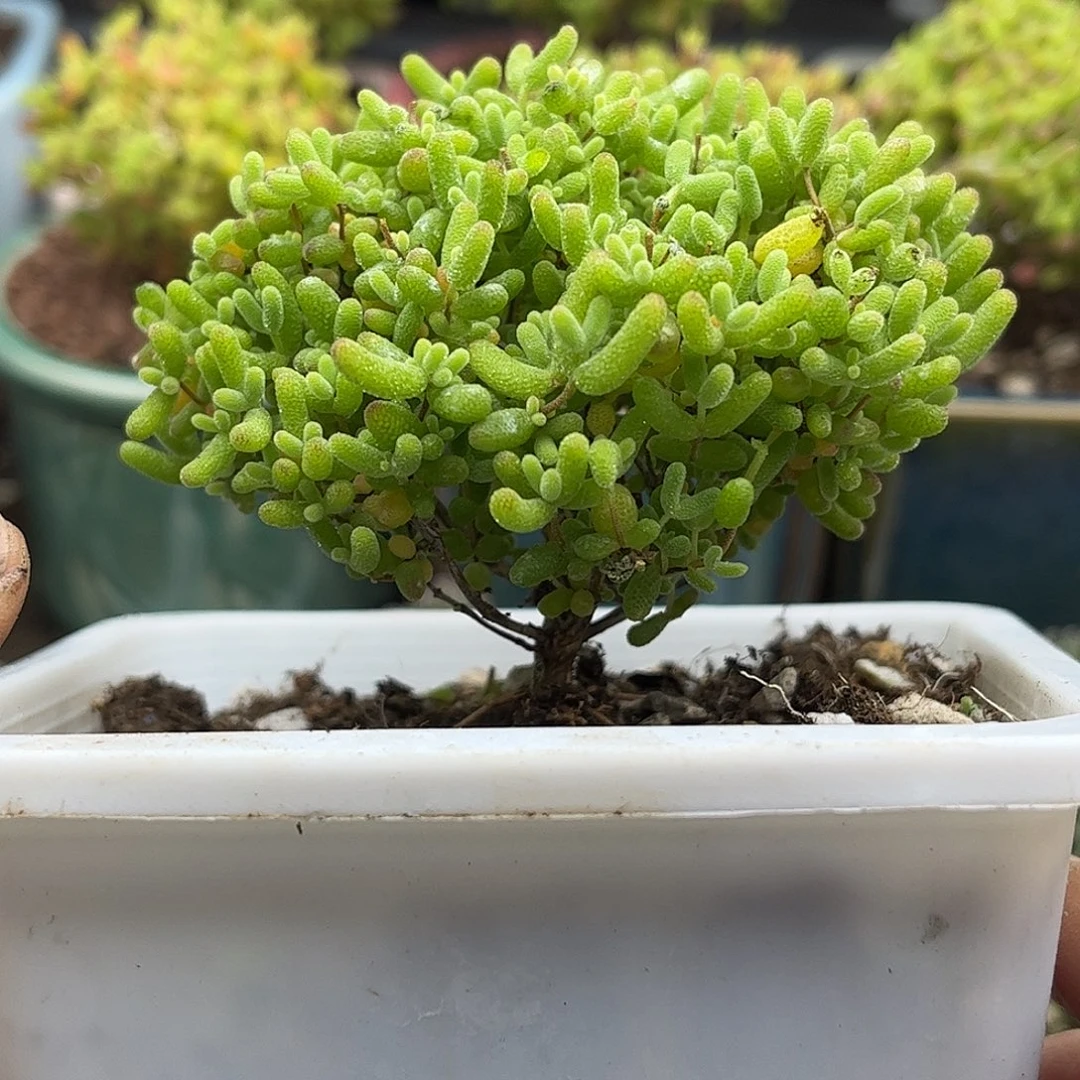 50蜜桔糖球优选枝干番杏