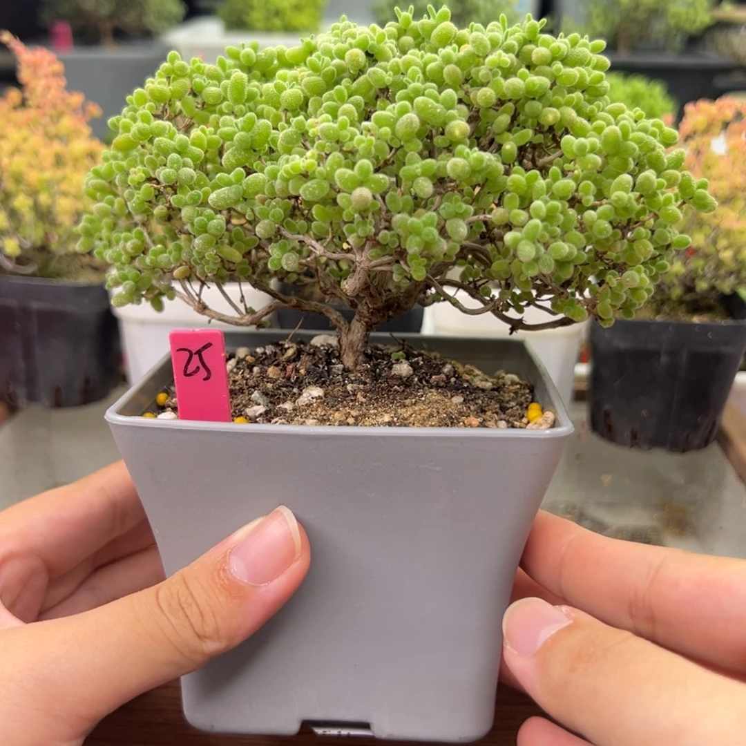 25号链接老桩蜜橘10厘米盆