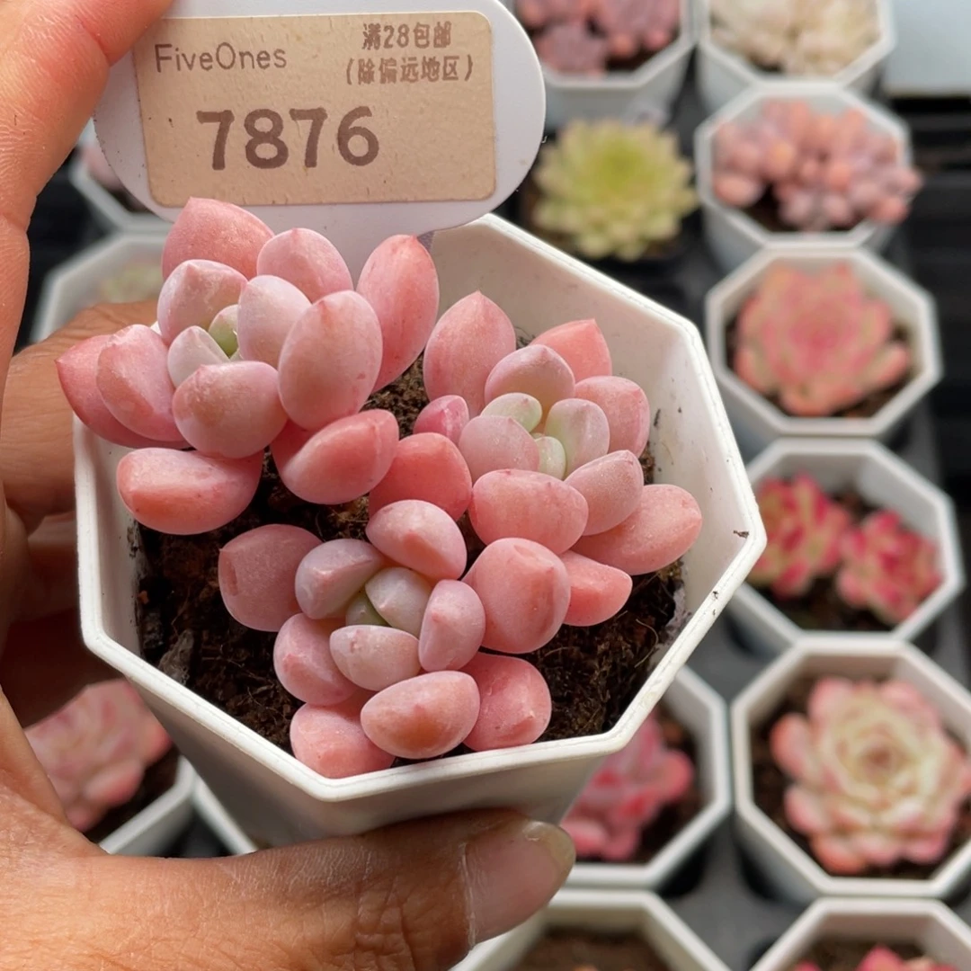 白鹭7876-6.0厘米