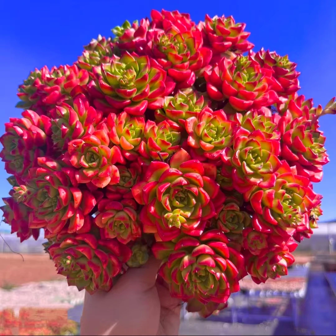 T【大盆火焰玫瑰】 耐冻耐寒 越晒越红 新手好养Kai运花云南发售后