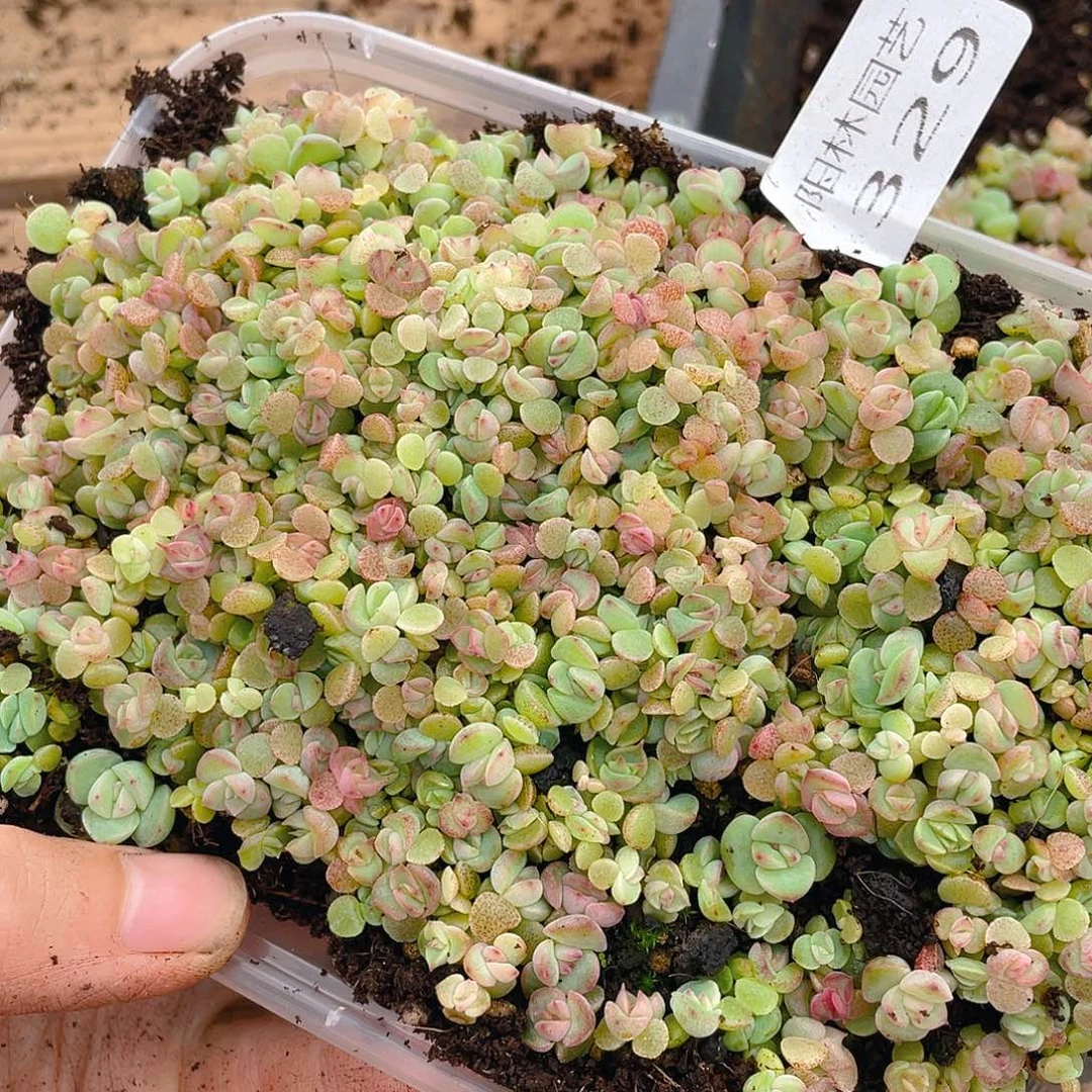 蜜***兔多肉植物多肉植物329