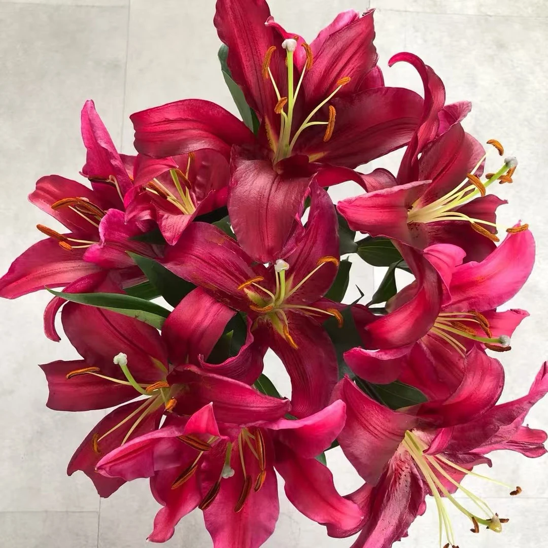 顺顺 布达佩斯三头香水百合 拍2单以上升级快递已发货不支持退款