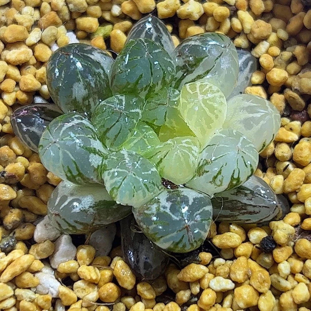 塑料皮锦十二卷多肉