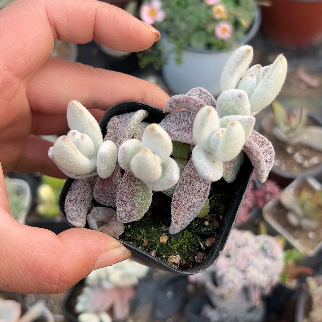 多肉植物多肉植物