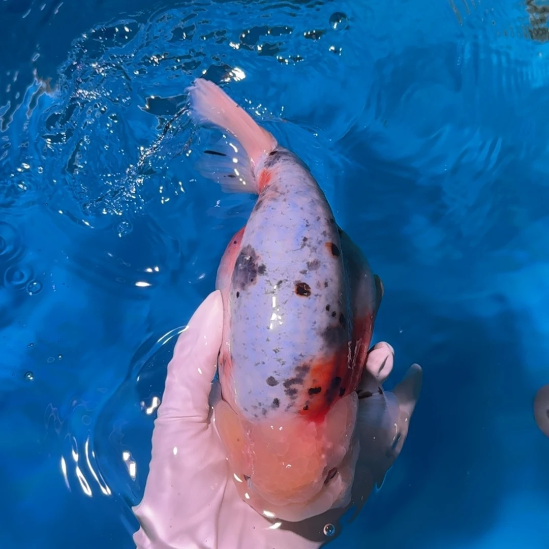 金鱼类不分公母16