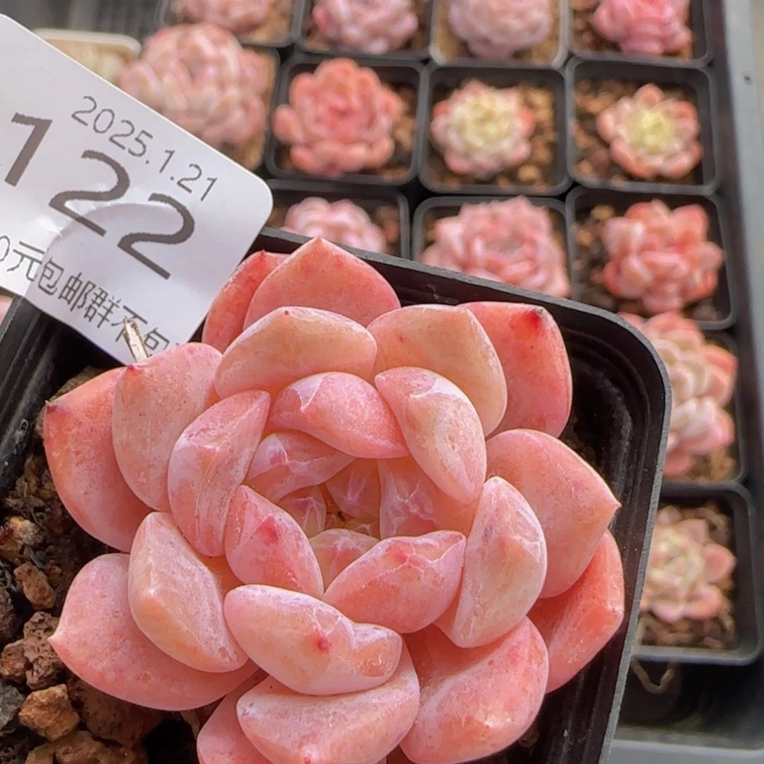 琥珀单头一颗脱土发货