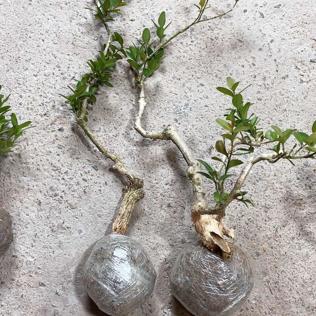 常***青无花朵一起为梦想而加油