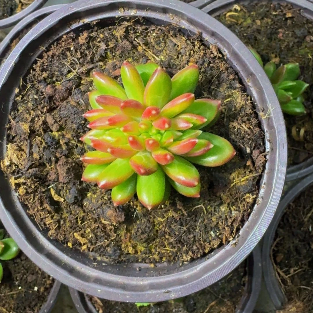 柏拉图 缀化 一物一拍