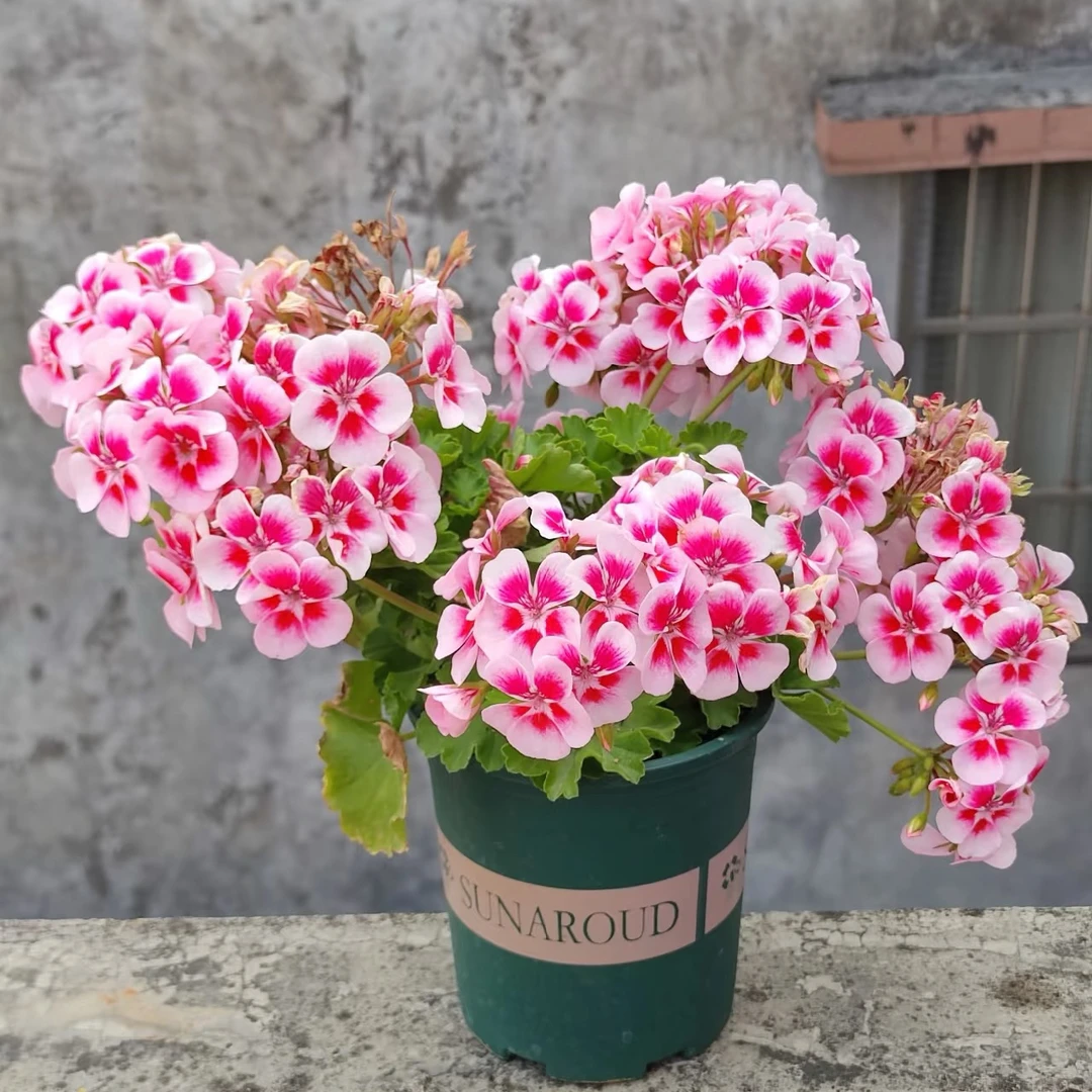 粉色飞溅 天竺葵 盆栽阳台花园爆花机器多年生花卉