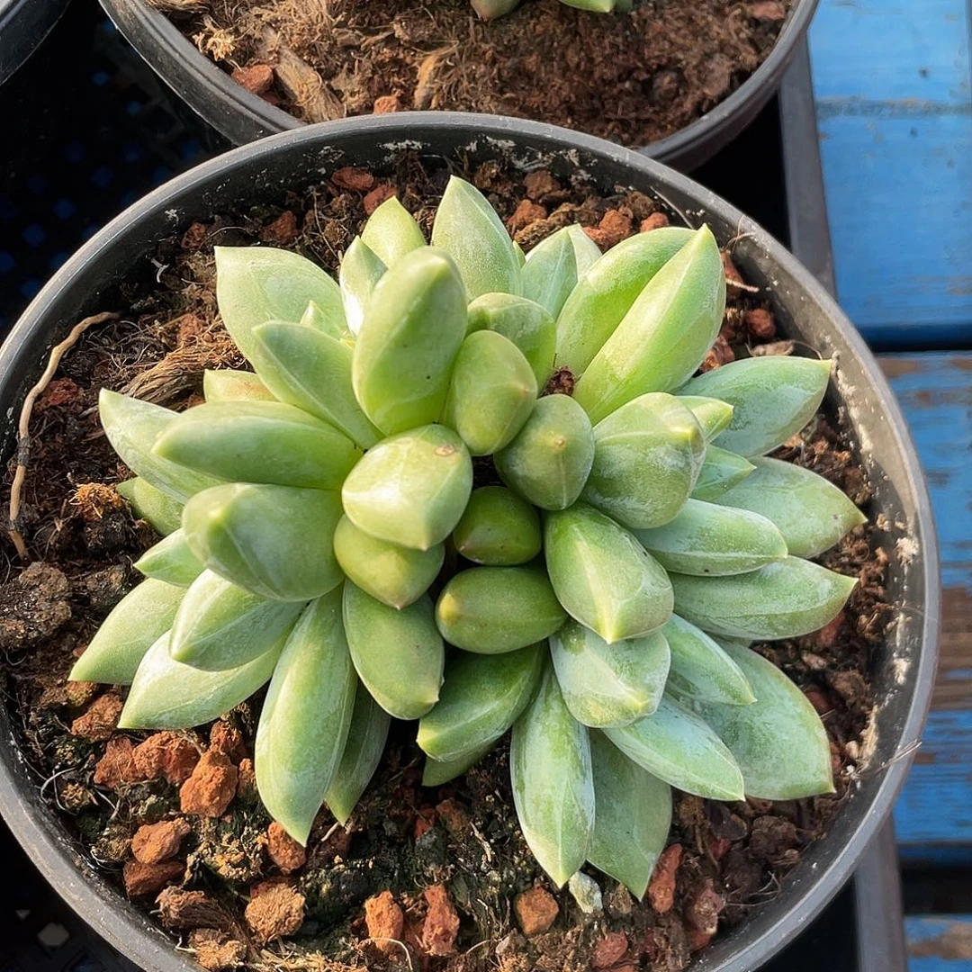 胖体黄底重楼朵朵缀158