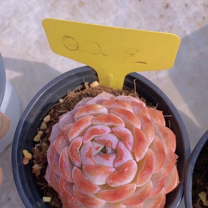 多肉植物，开心多肉