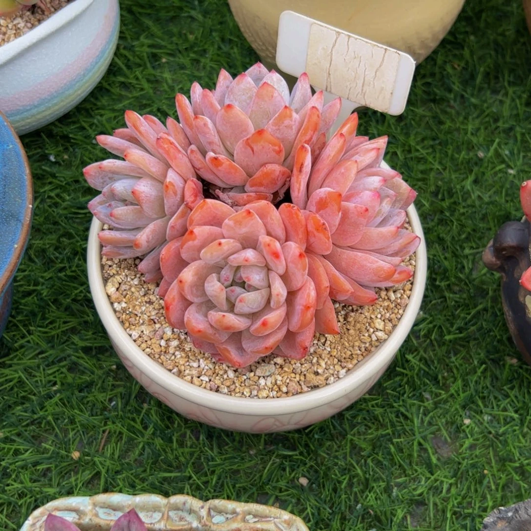 八*初四头雪天使多肉植物