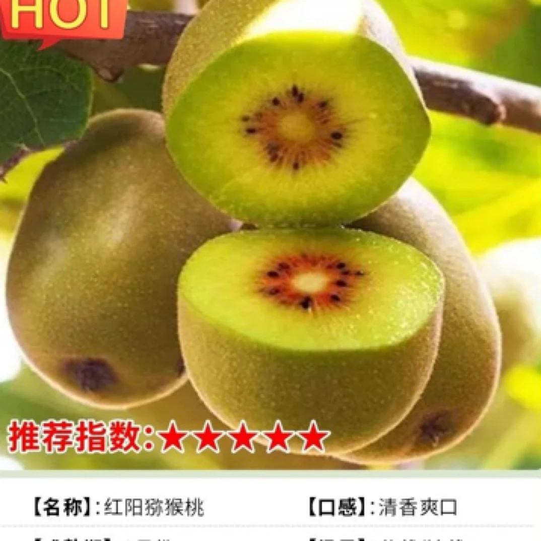 正宗嫁接猕猴桃果树苗阳台庭院种植明年挂果