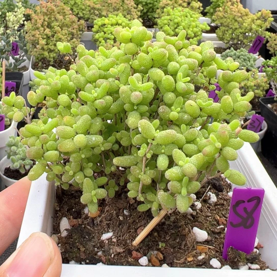 58号蜜橘飘桩一物一拍