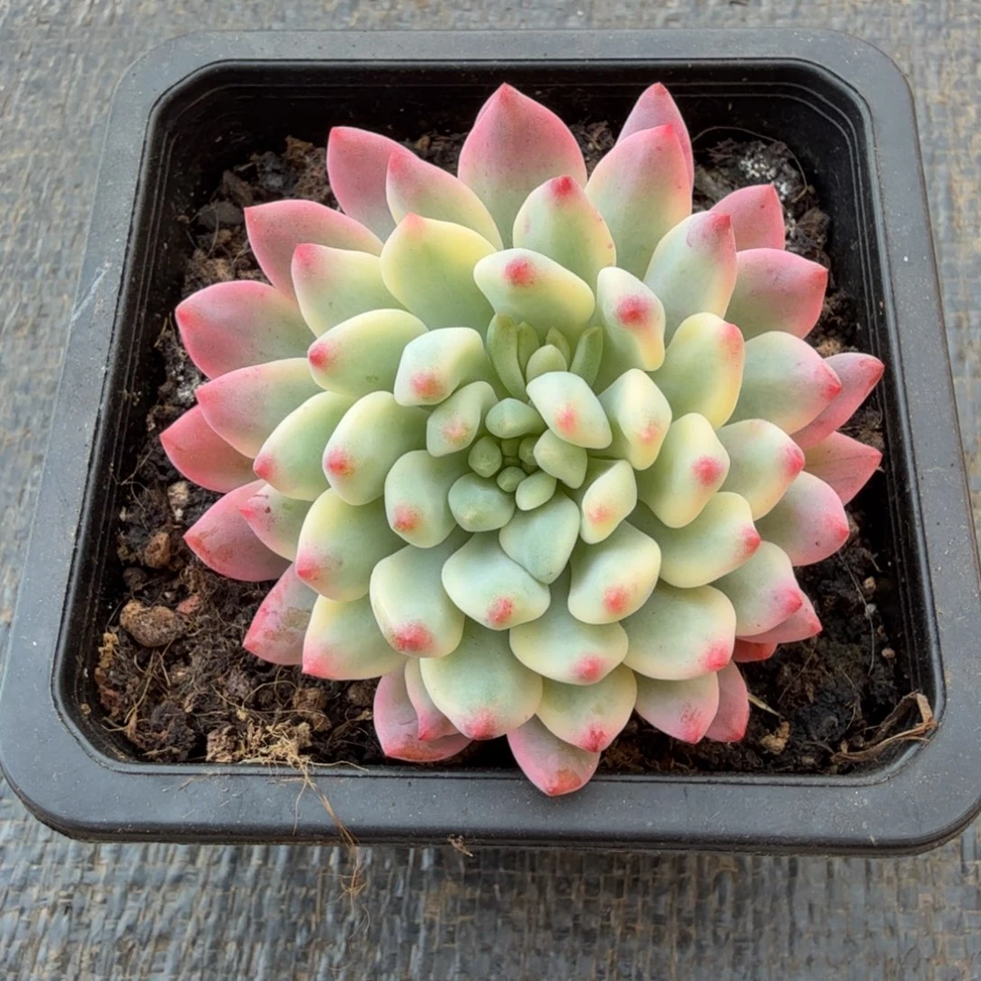 蓝苹果锦锦上园艺一物一拍