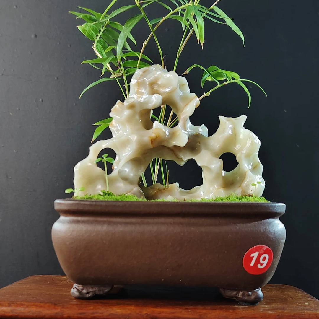 盆景，凤尾竹，玉玲珑，手工紫砂盆（桐荫轩），盆长12，高度20