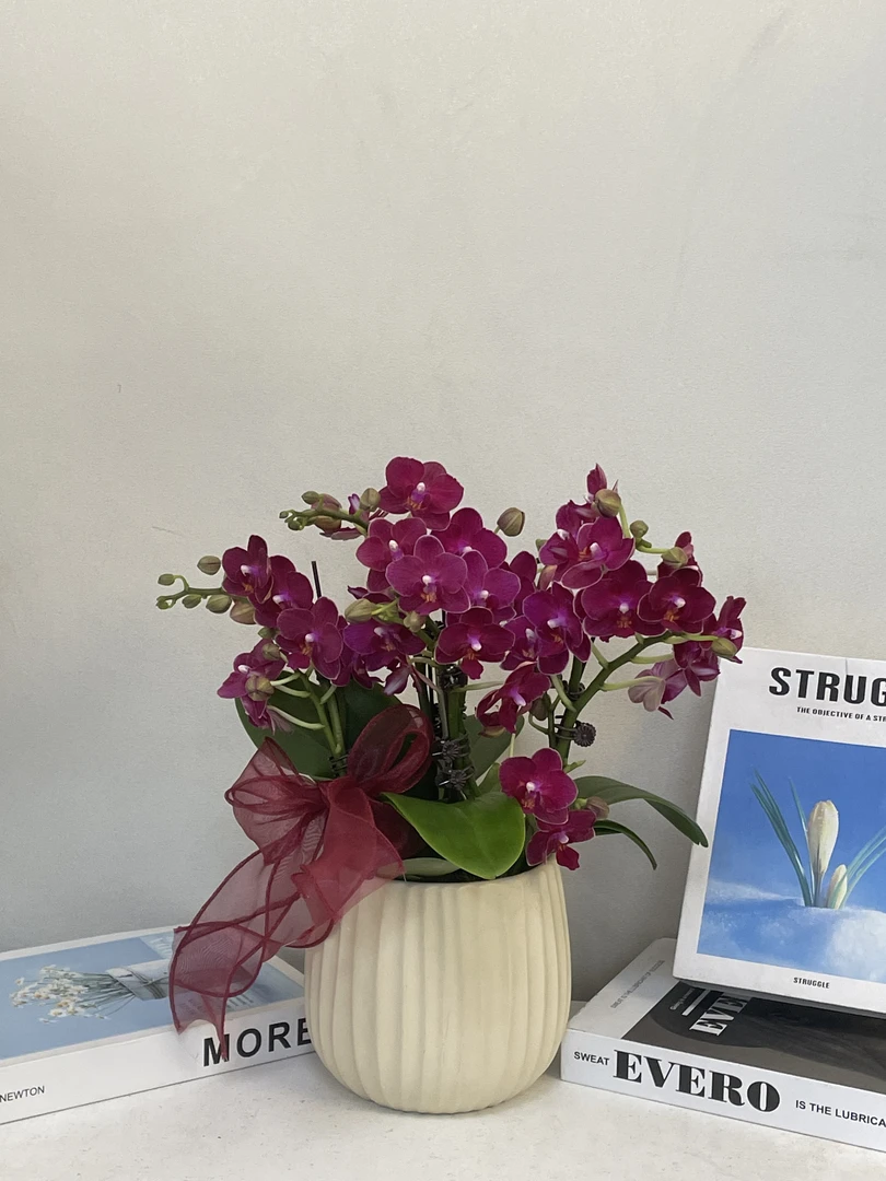 蝴蝶兰 【甜心公主】真花 秋冬耐寒花卉 四季开花 多样性发货