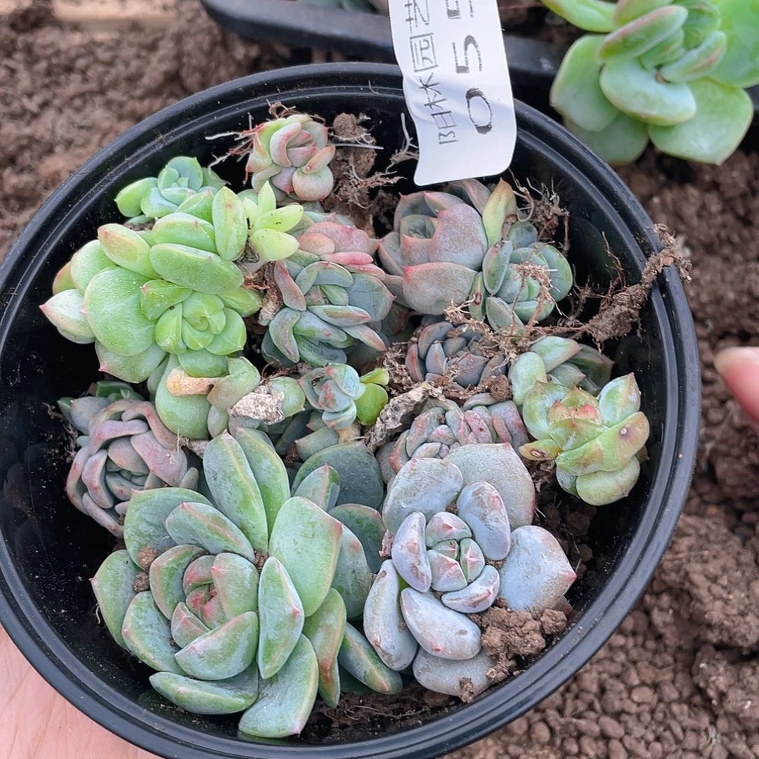 多肉植物多肉植物55