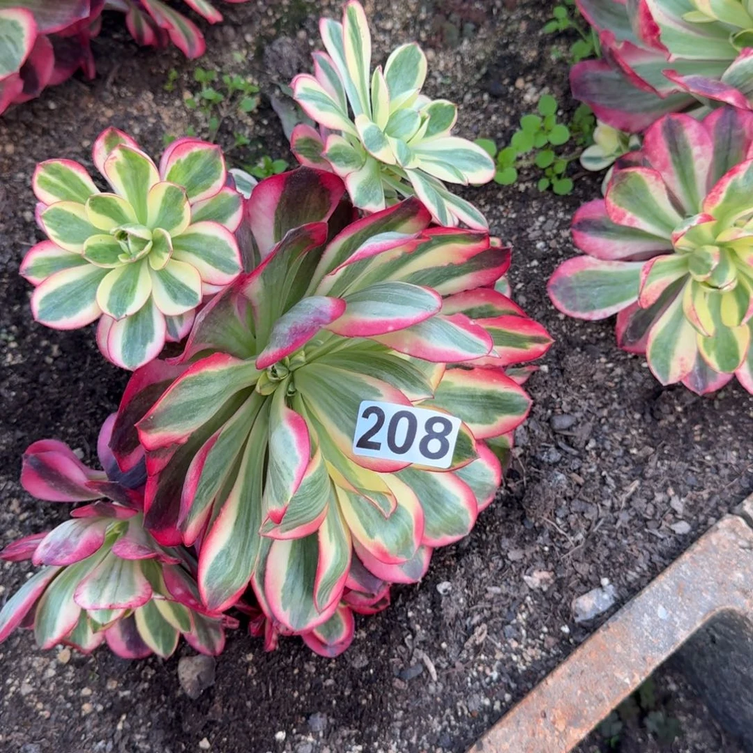 208多肉植物如意多肉