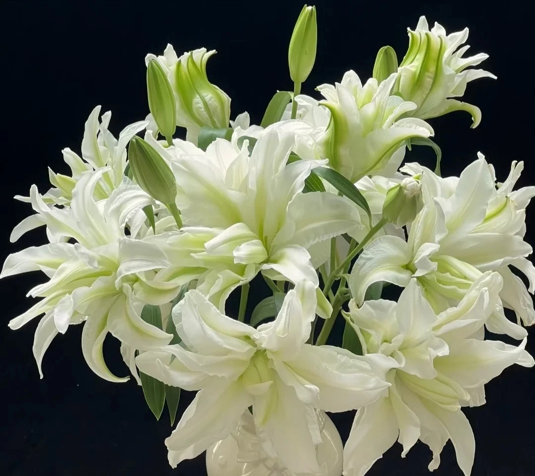 白色重瓣伊莎贝拉百合水养家居鲜花云南直发