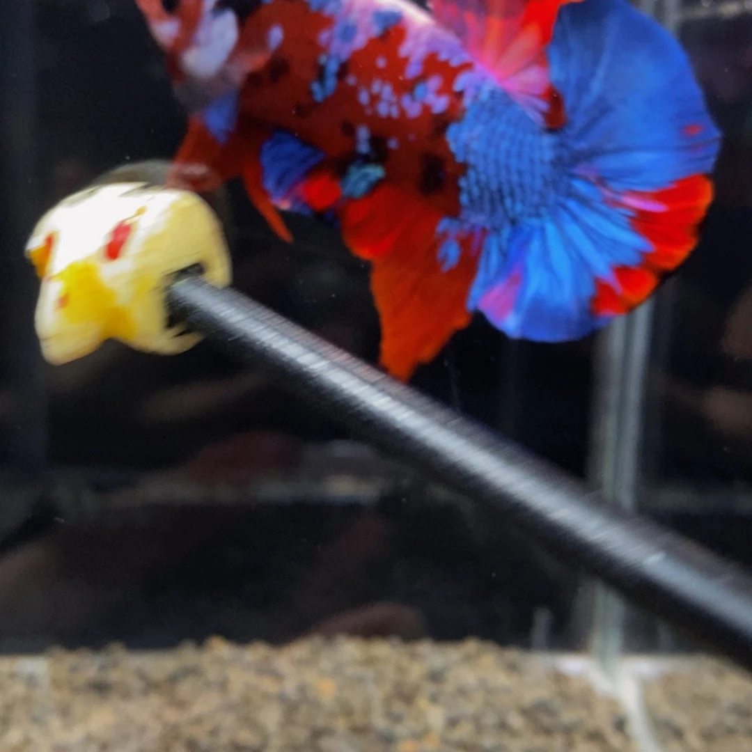 斗鱼181巨斗巨斗