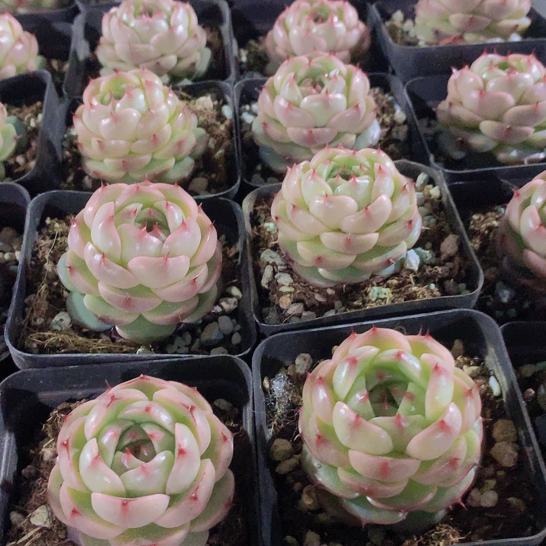 肥麦秆23567788990000