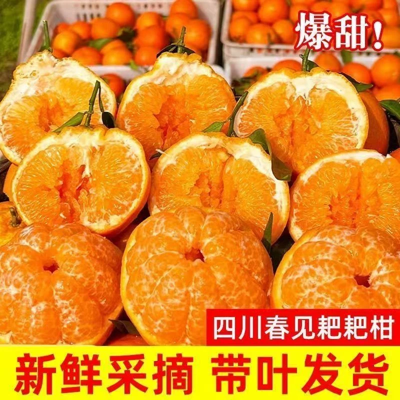 正宗四川春见耙耙柑新鲜采摘当季新鲜水果甘甜爆汁应季水果