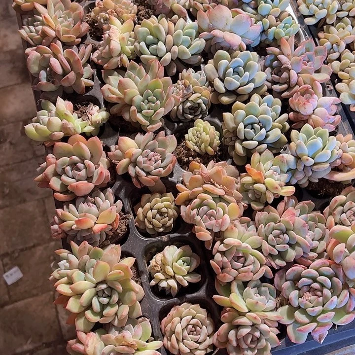 50孔20颗各种杂交群生量拍