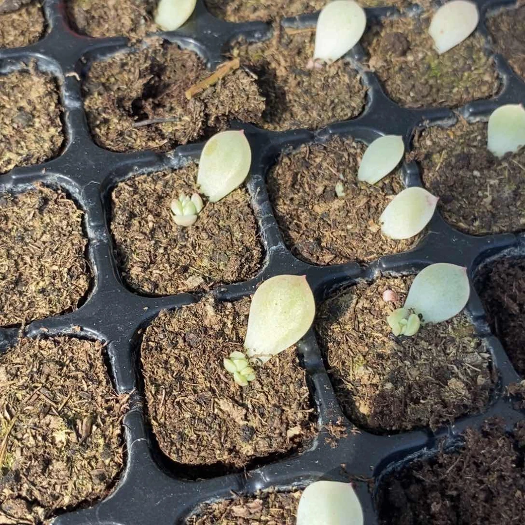 穴盘甜心云间芽苗一个