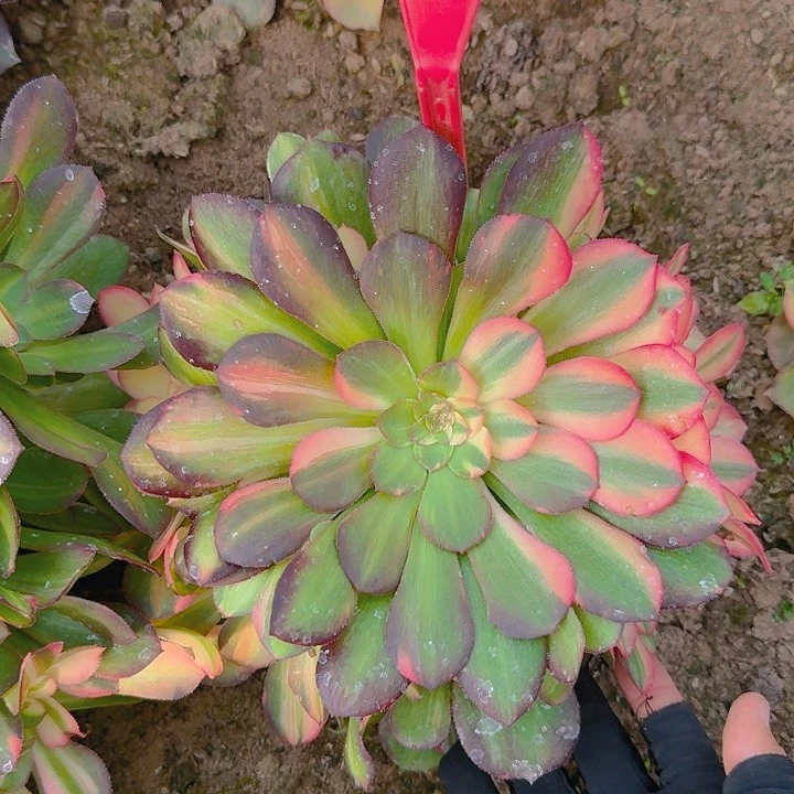 5-62流星雨多肉法师