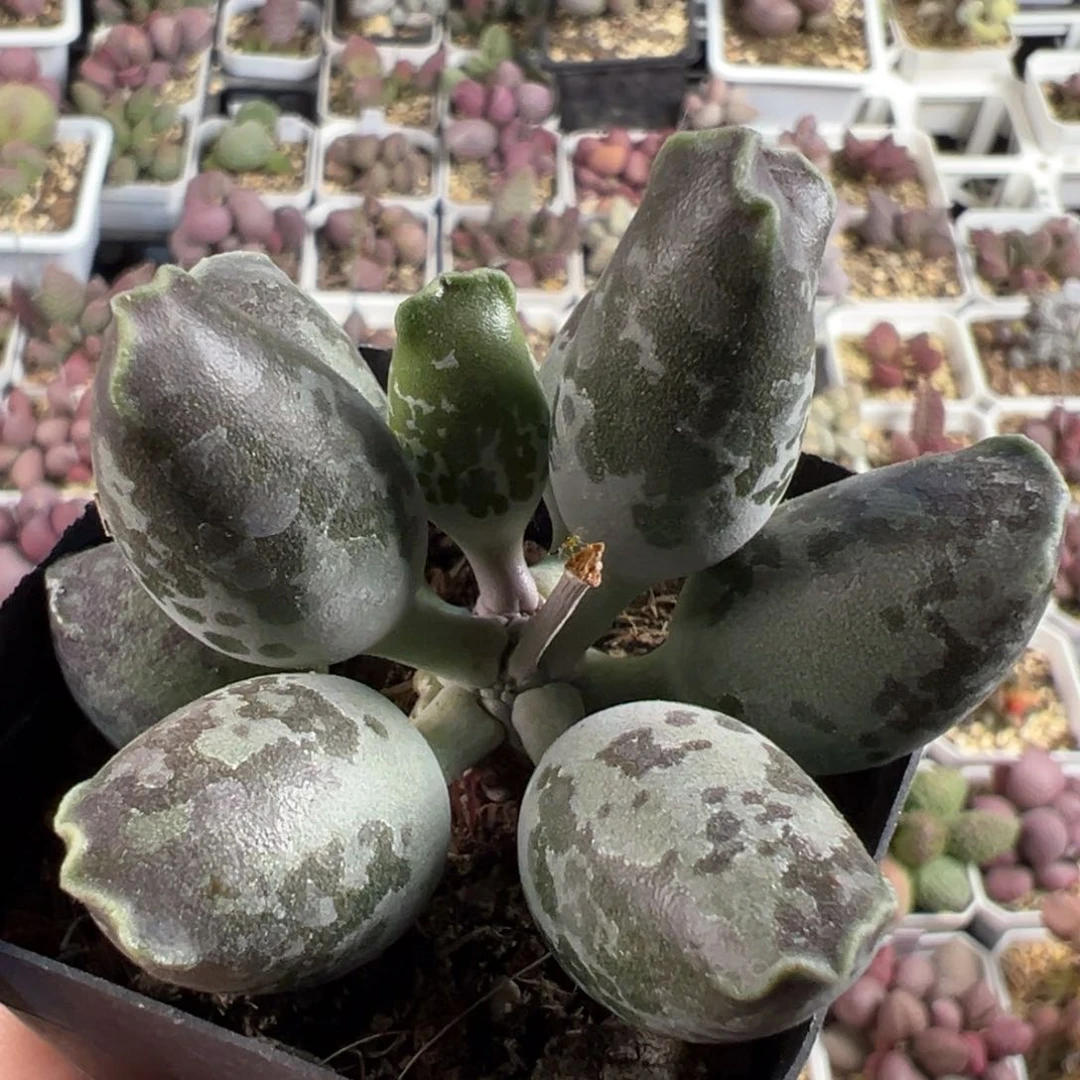 三代紫海豹多头纯木质桩多肉植物