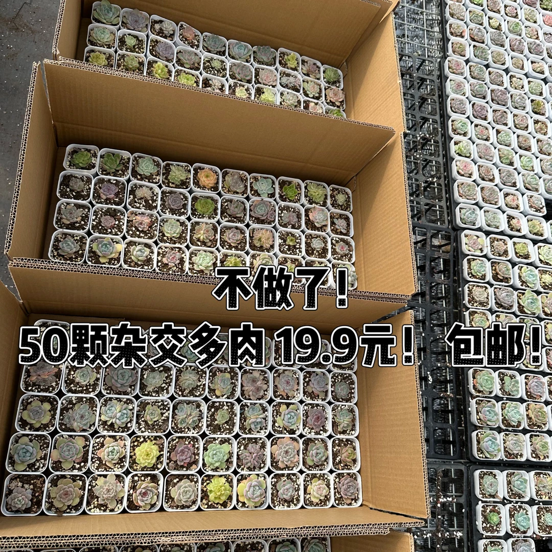 『多肉穴盘精品套餐』5.2厘米盆精控多肉混搭组合套装带盆土发货