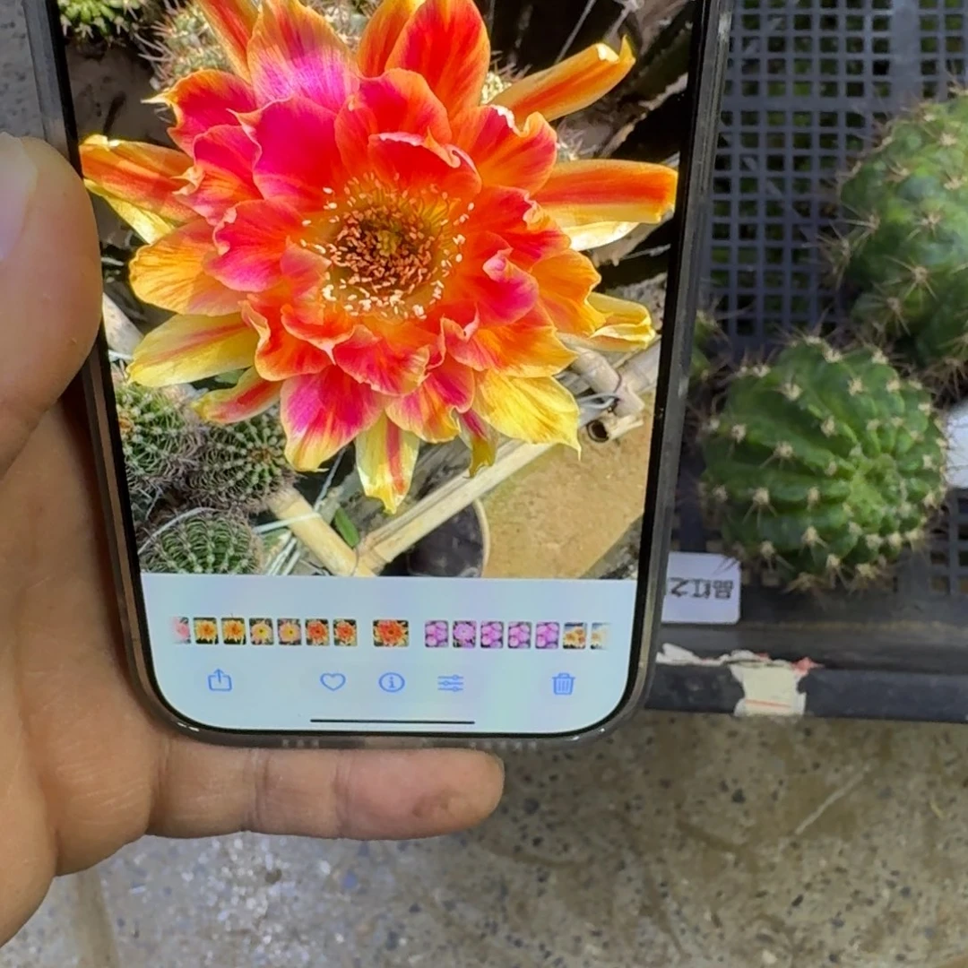 362丽花阳41歪无根侧牙5公分左右