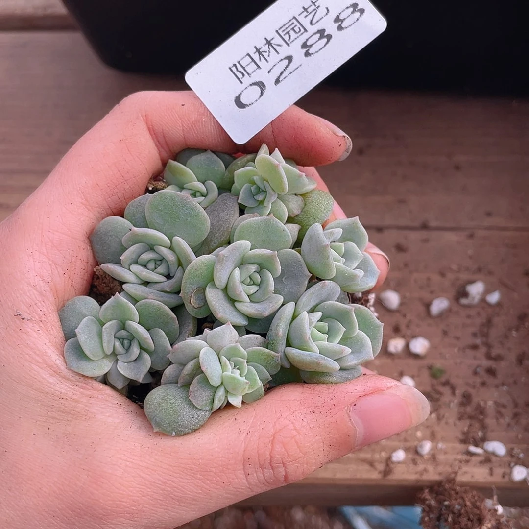 多肉植物多肉植物288