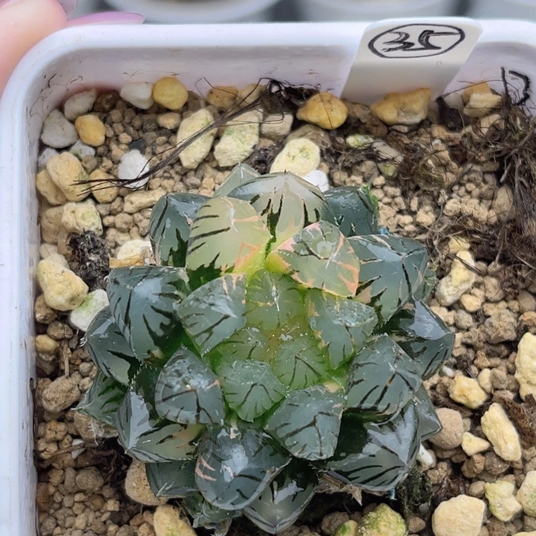 35霓虹灯玉露锦福利专场